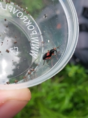 Prostemma aeneicolle