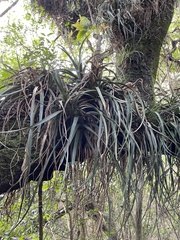 Aechmea recurvata
