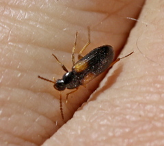 Mycetochara