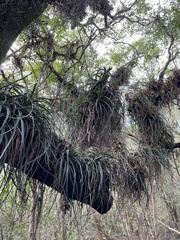 Aechmea recurvata