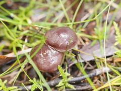 Thaxterogaster submagellanicus