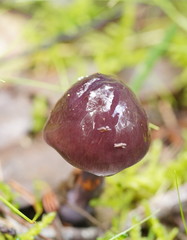 Thaxterogaster submagellanicus