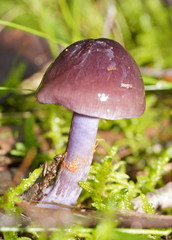 Thaxterogaster submagellanicus