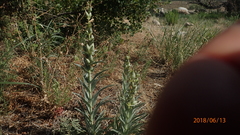 Penstemon angustifolius