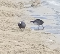 Fulica atra