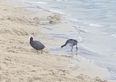 Fulica atra