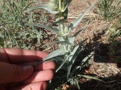 Penstemon angustifolius