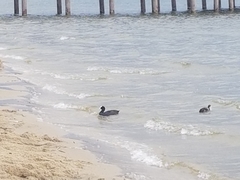 Fulica atra