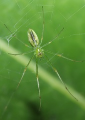 Tetragnatha squamata