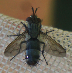 Copecrypta ruficauda