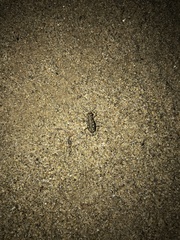 Cicindela ocellata