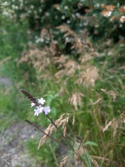 Verbena officinalis