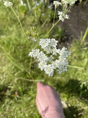 Anthriscus sylvestris