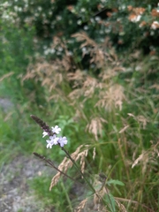 Verbena officinalis
