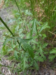 Verbena officinalis