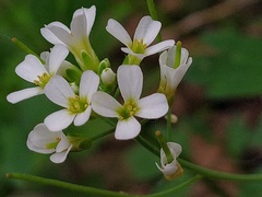 Arabidopsis suecica