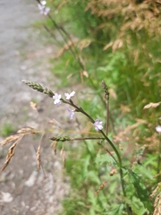 Verbena officinalis