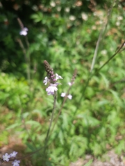 Verbena officinalis