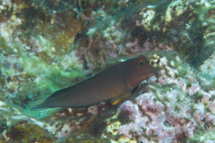 Ophioblennius macclurei