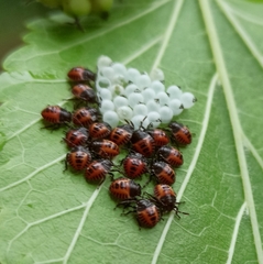 Halyomorpha halys