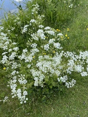 Anthriscus sylvestris