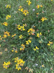 Lotus corniculatus