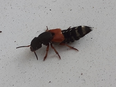 Platydracus stercorarius