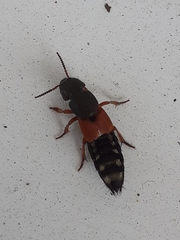 Platydracus stercorarius
