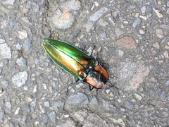 Campsosternus watanabei