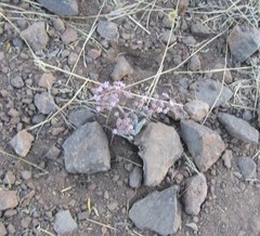 Asclepias nummularia