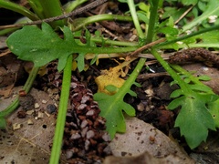 Arabidopsis suecica