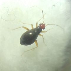 Orthonotus rufifrons