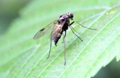 Chrysopilus cristatus
