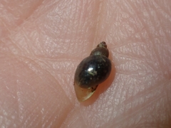 Orientogalba viridis