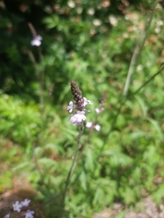 Verbena officinalis