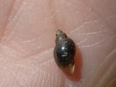 Orientogalba viridis