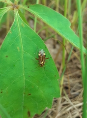 Rhabdomiris striatellus