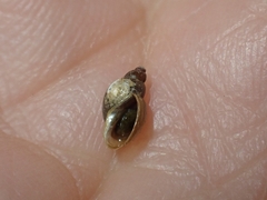 Orientogalba viridis