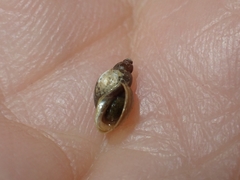 Orientogalba viridis