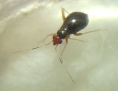 Orthonotus rufifrons