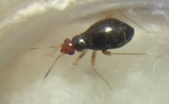 Orthonotus rufifrons