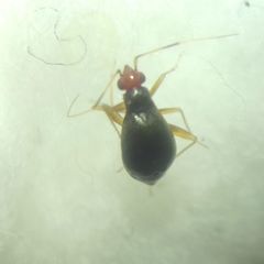 Orthonotus rufifrons