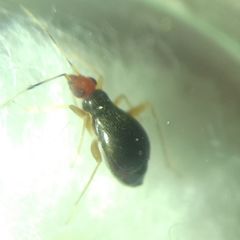 Orthonotus rufifrons