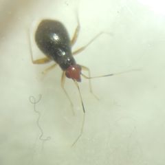 Orthonotus rufifrons