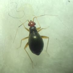 Orthonotus rufifrons