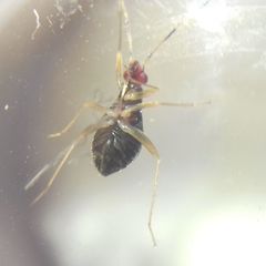 Orthonotus rufifrons