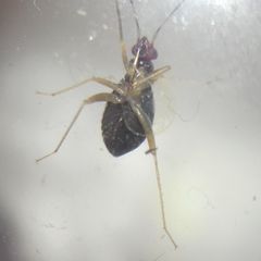 Orthonotus rufifrons