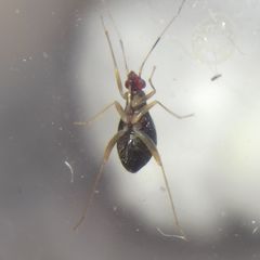 Orthonotus rufifrons