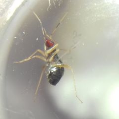 Orthonotus rufifrons