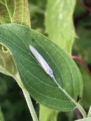 Plutella porrectella